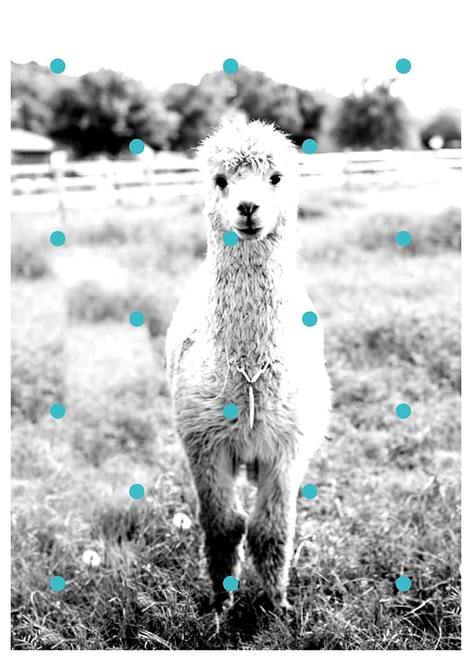 Alpaca petrol