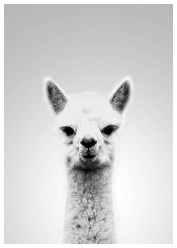 Alpaca