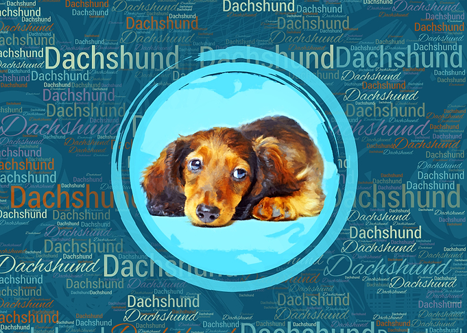 Dachshund Puppy