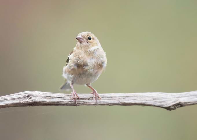 On a branch