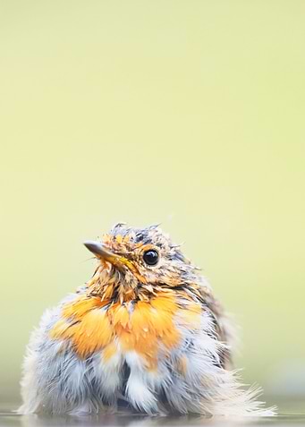 Spiky feathers