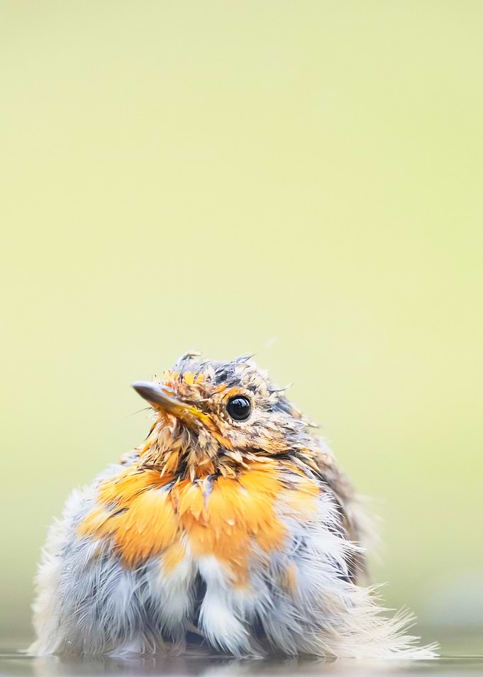 Spiky feathers