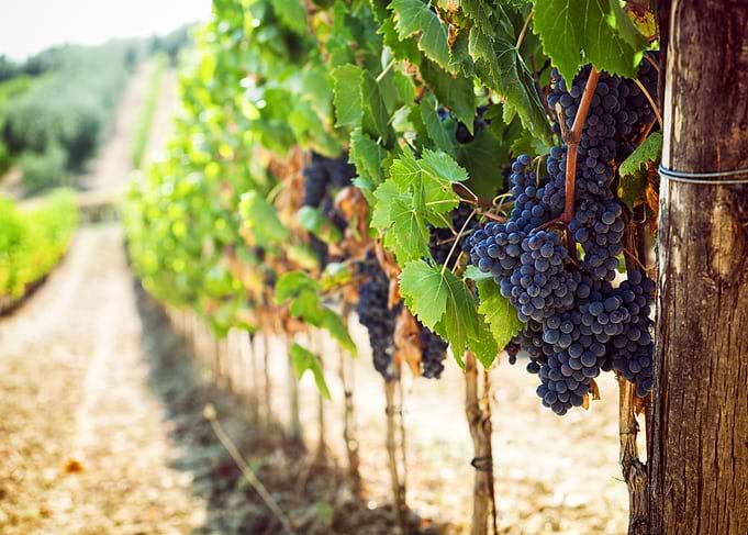 Tuscan vineyard