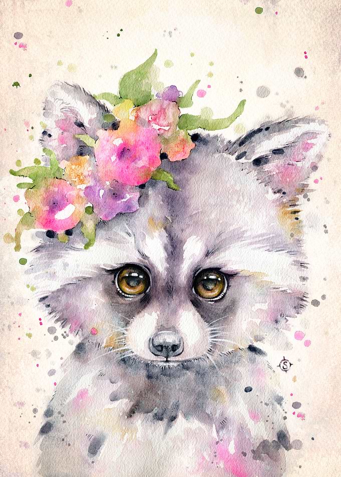 Little Raccoon