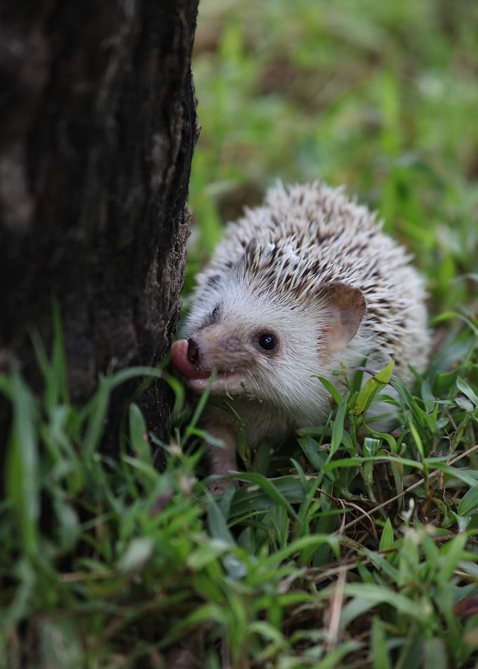 African Pygmy Hedgehog