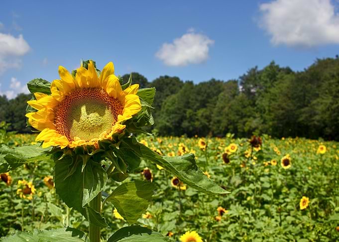 Sunflower Field
