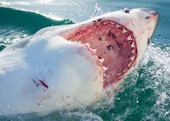 Awesome Jawsome