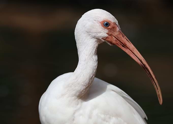 white Ibis