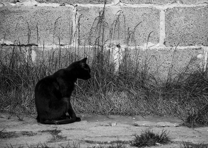 Black cat