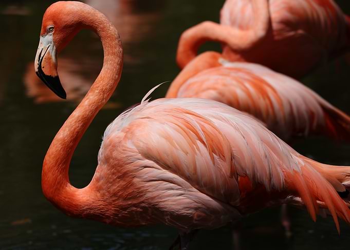 The American flamingo