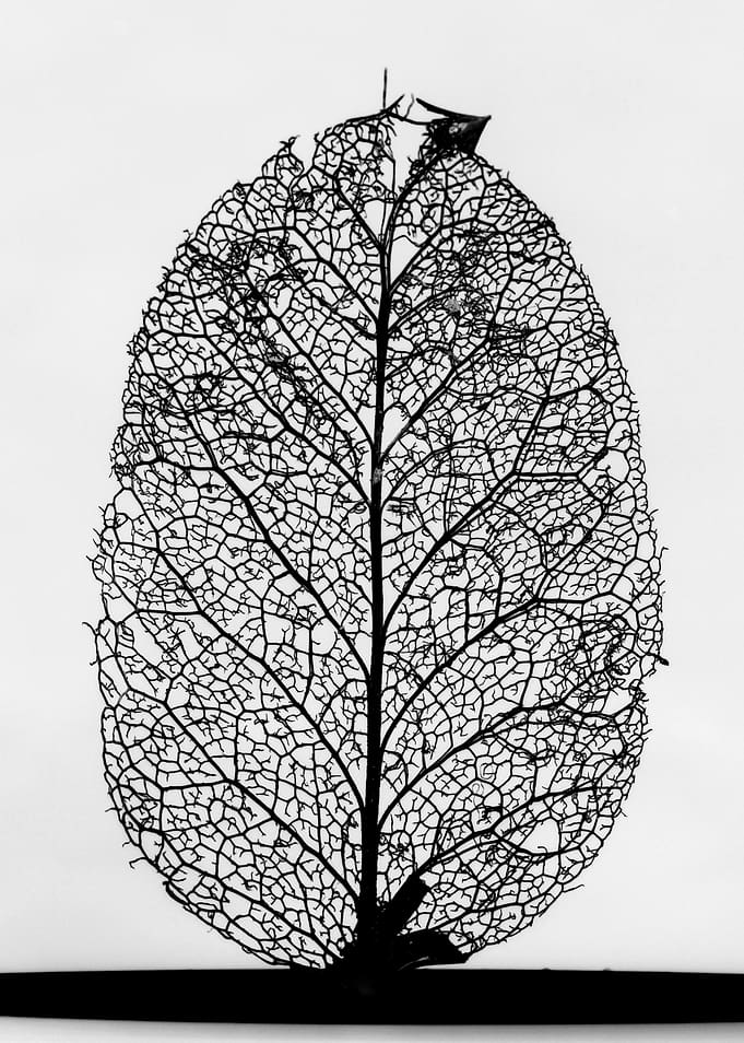 Leaf Skeleton Black White