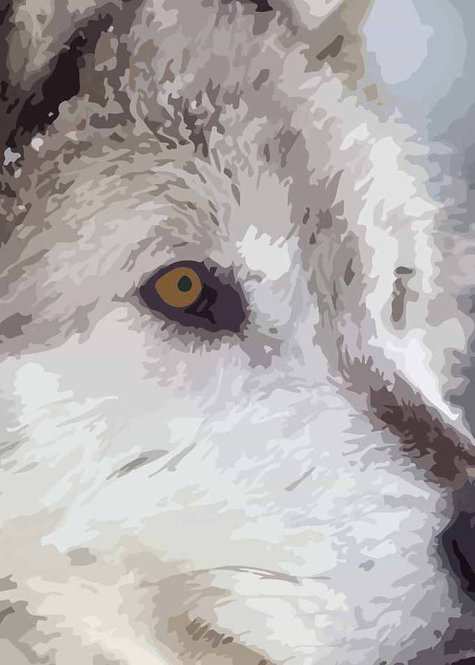 Gray Wolf