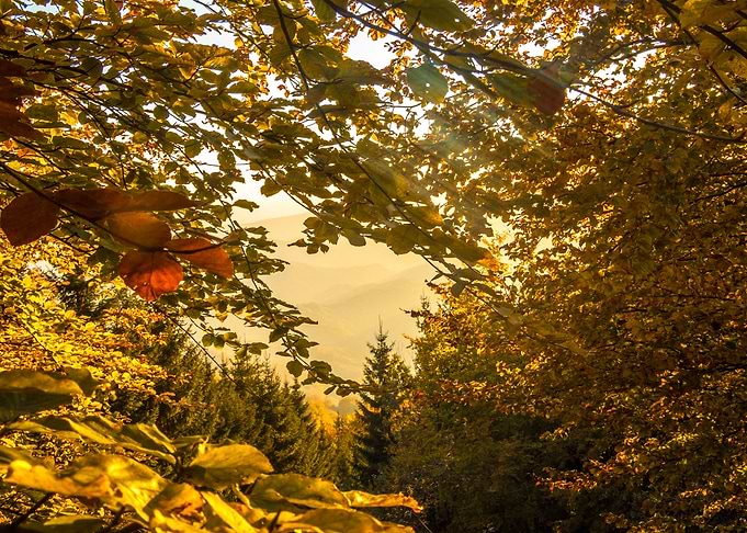 Autumn colors