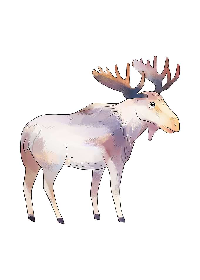 Moose