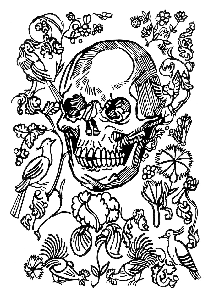 Untitled Skull
