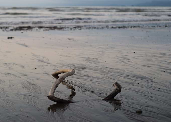 driftwood