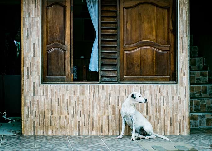 cat and dog