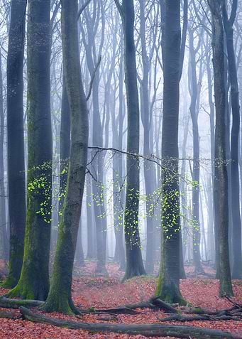 Quiescence