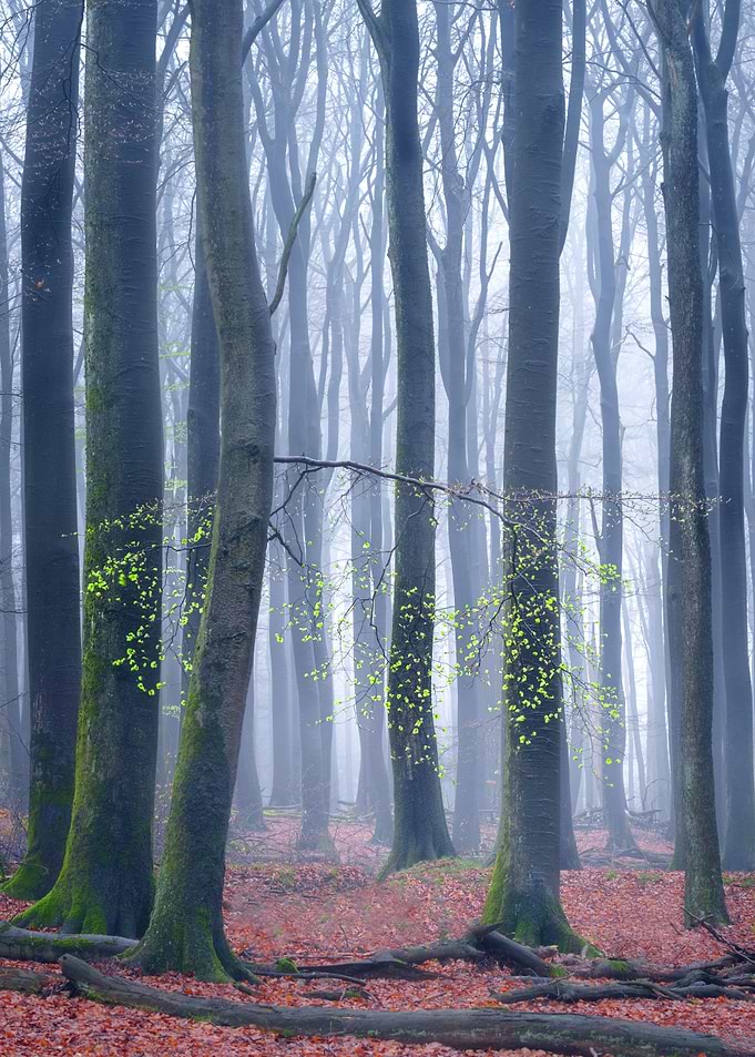 Quiescence