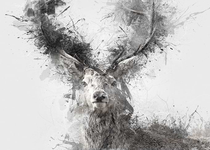 Deer Ink