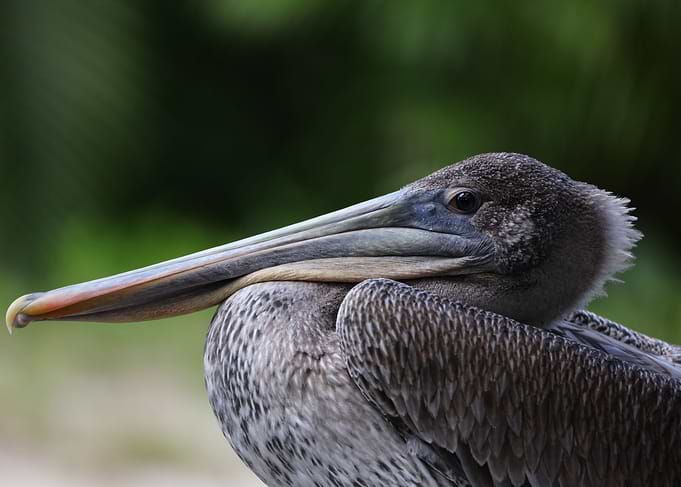 Brown Pelican