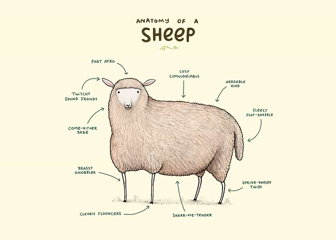 Anatomy of a Sheep