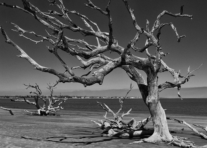 Driftwood Tree 1