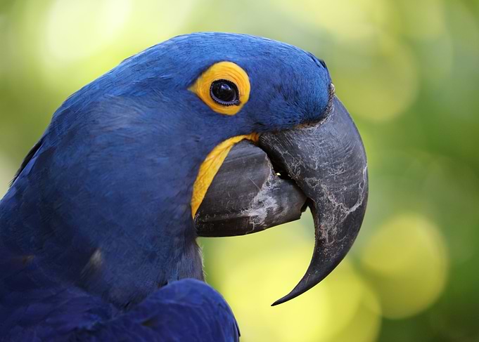 The hyacinth macaw