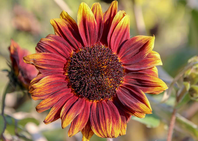 Flower in red and yellow