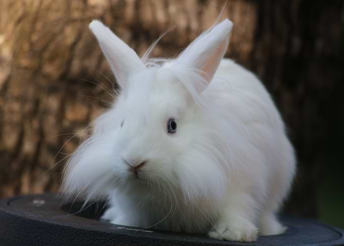Magic bunny