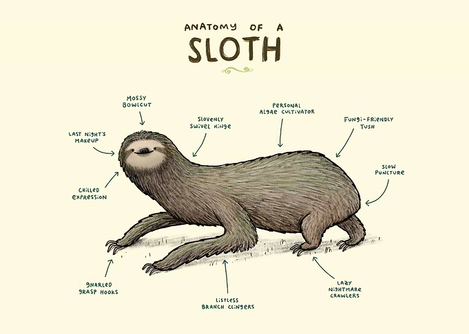 Anatomy of a Sloth
