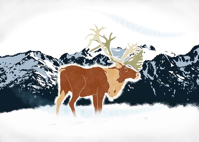 Reindeer in the snow