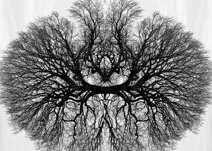 Black Owl