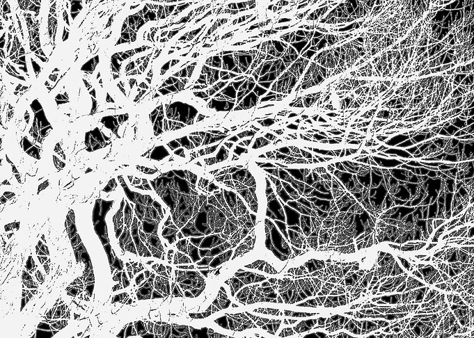 White Branches