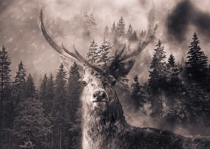 Deer Forest