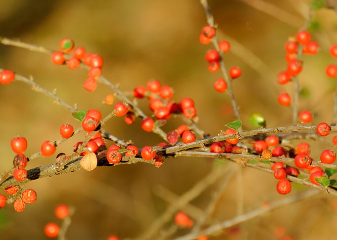 Little red round things