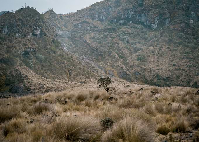 Lonely Tree
