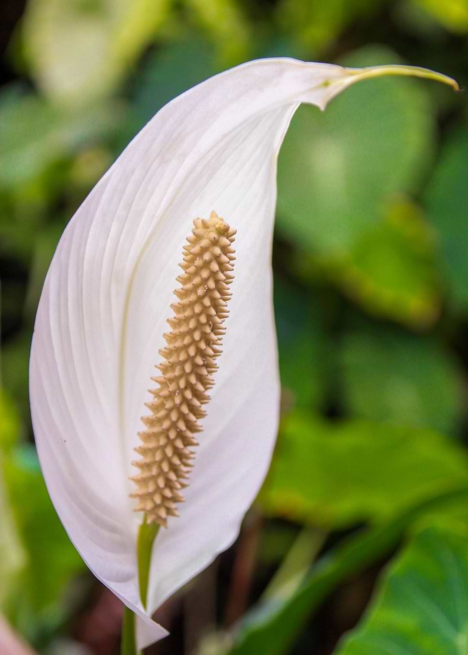 Umbrella flower