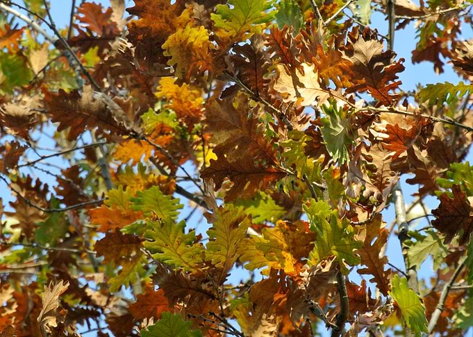 Oak treetop