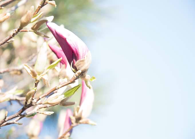 Magnolia