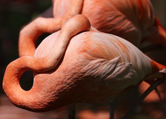 American Flamingo