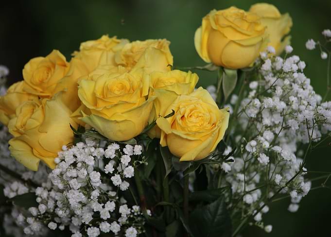 Rose bouquet