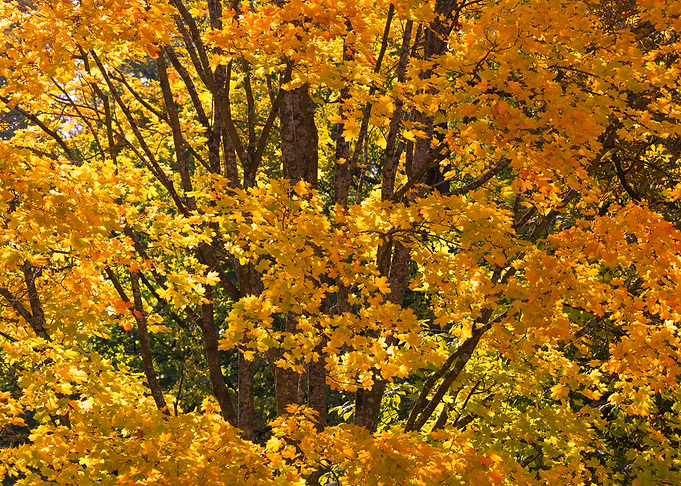 Autumn 03