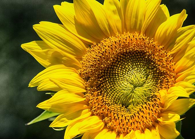 Sunflower