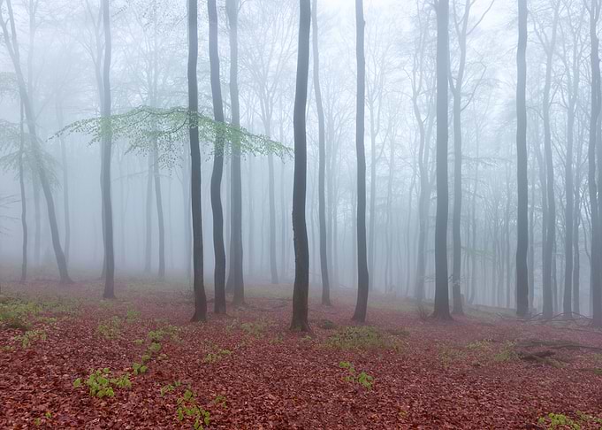 Cloud forest