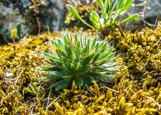 Succulent plant