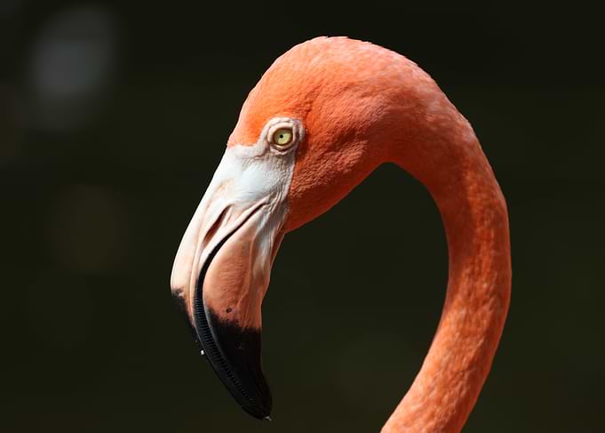The American flamingo