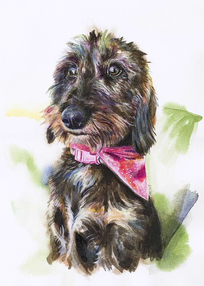 Lulu the Dachshund