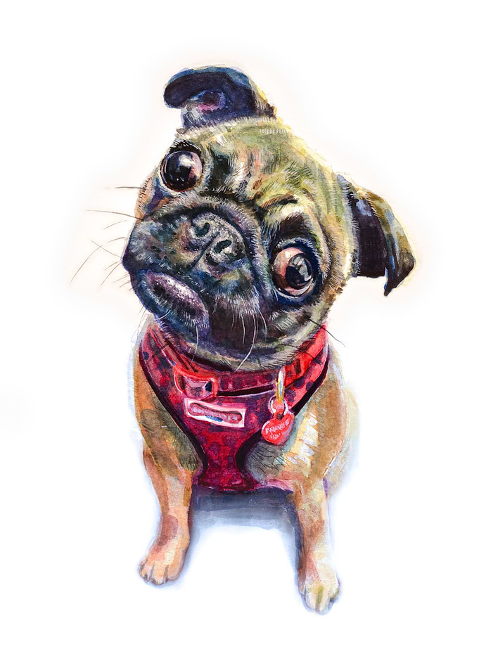 Frankie the Pug
