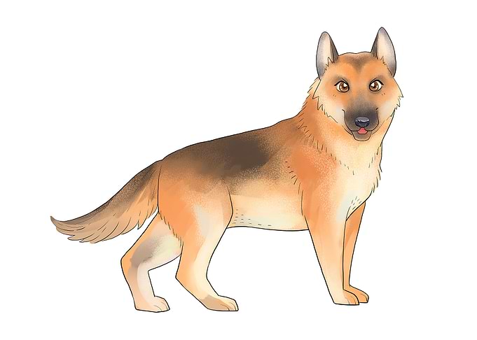 German Shepherd